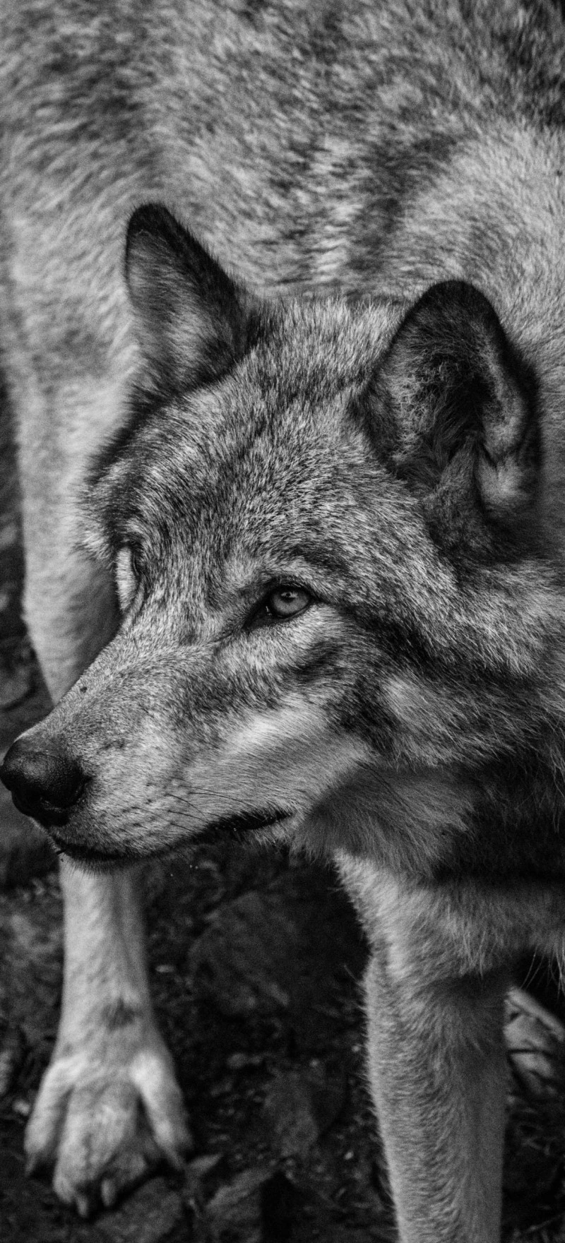 Intense Gray Wolf in Black and White 4K Mobile Wallpaper