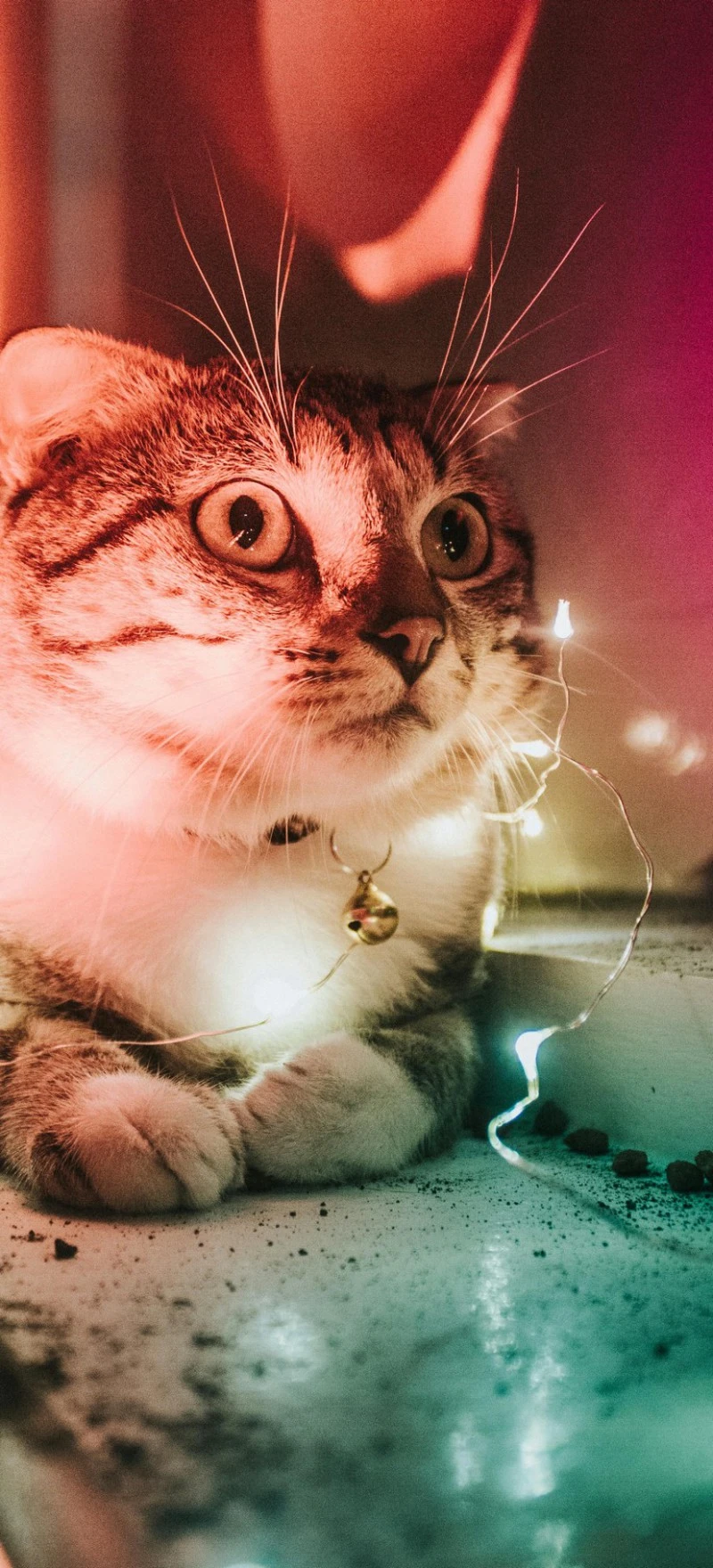 Cat with Fairy Lights 4K Mobile Wallpaper