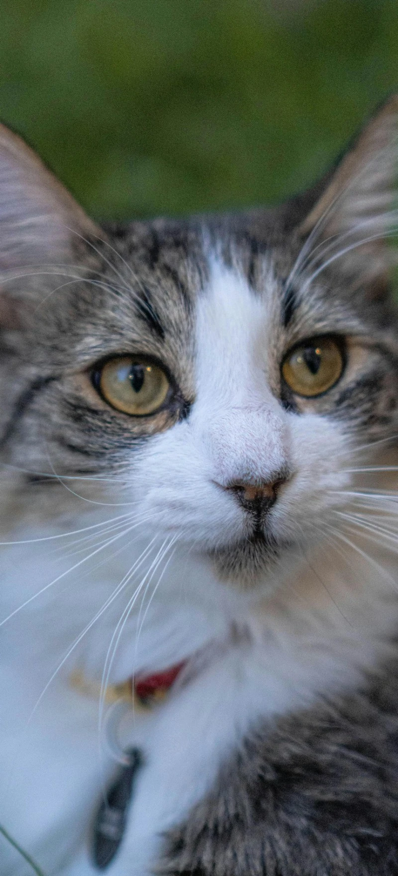 Close-up of a tabby cat 4K Mobile Wallpaper