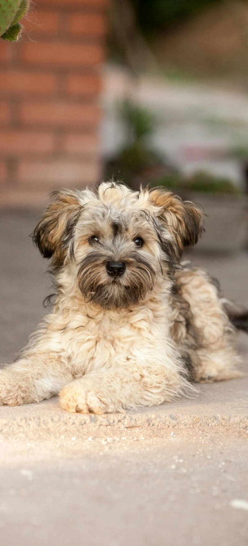 Fluffy Mixed Breed Puppy 4K Mobile Wallpaper