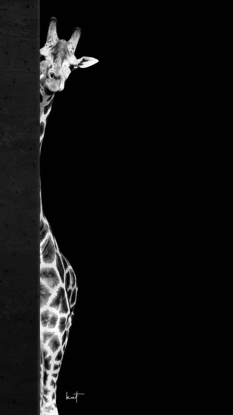 Giraffe Peeking Out 4K Mobile Wallpaper