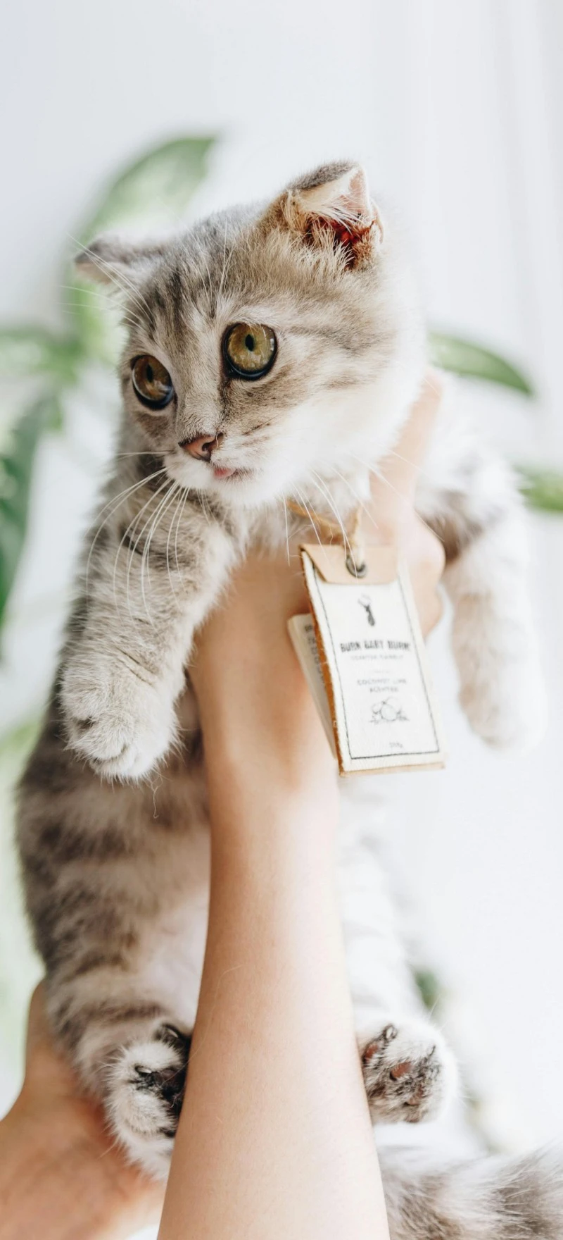 Adorable Scottish Fold Kitten 4K Mobile Wallpaper