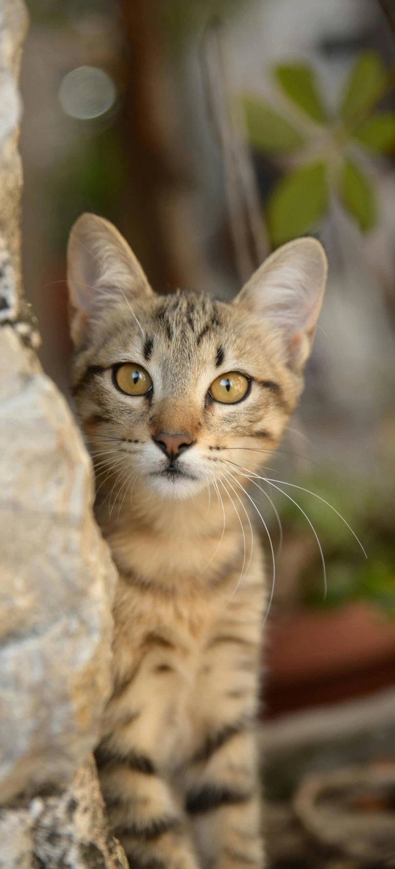 Adorable Tabby Kitten Peeking 4K Mobile Wallpaper