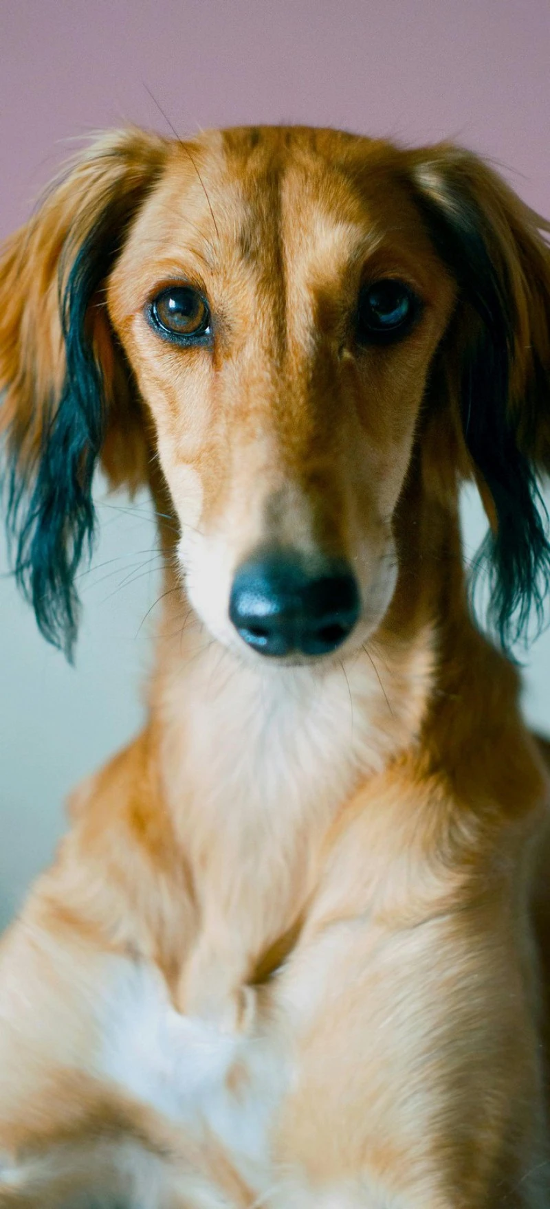 Portrait of a Saluki Dog 4K Mobile Wallpaper