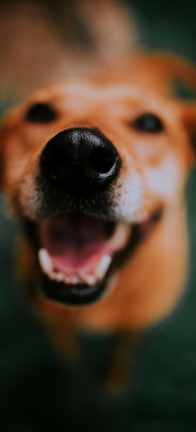 Happy Dog Close-Up 4K Mobile Wallpaper
