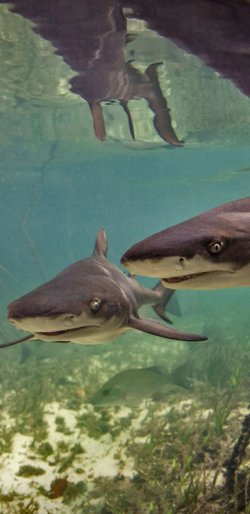 Underwater Sharks 4K Mobile Wallpaper