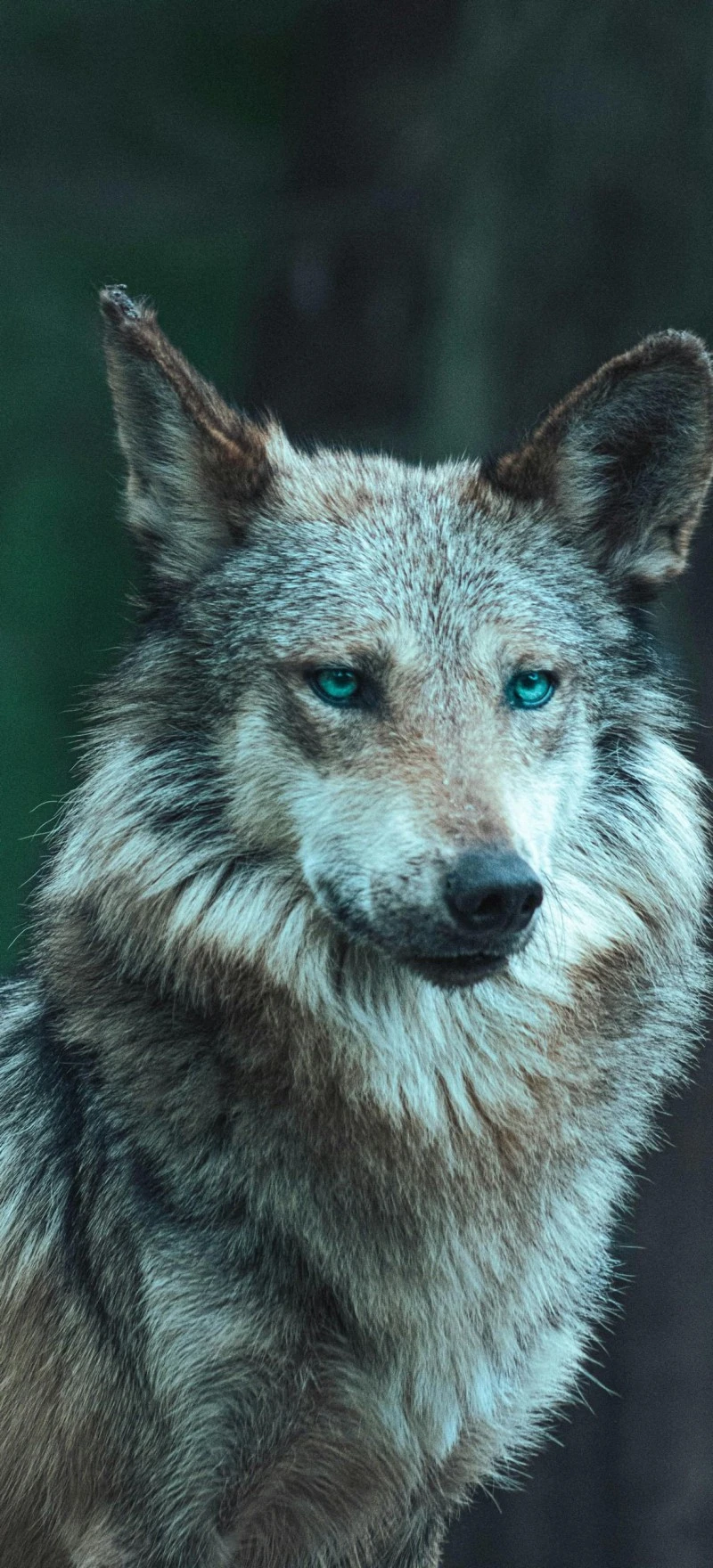 Wolf with Mystical Blue Eyes 4K Mobile Wallpaper