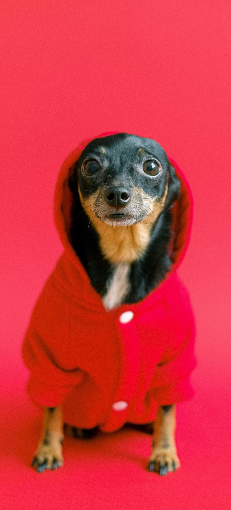 Adorable Dog in Red Hoodie 4K Mobile Wallpaper