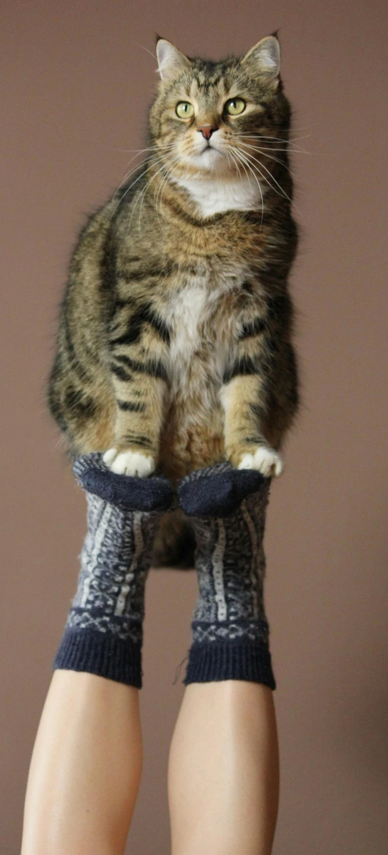 Cat Balancing Act 4K Mobile Wallpaper