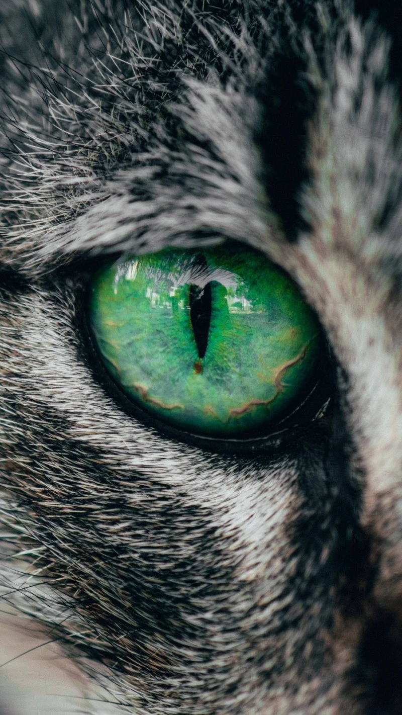Grey Cat's Green Eye 4K Mobile Wallpaper