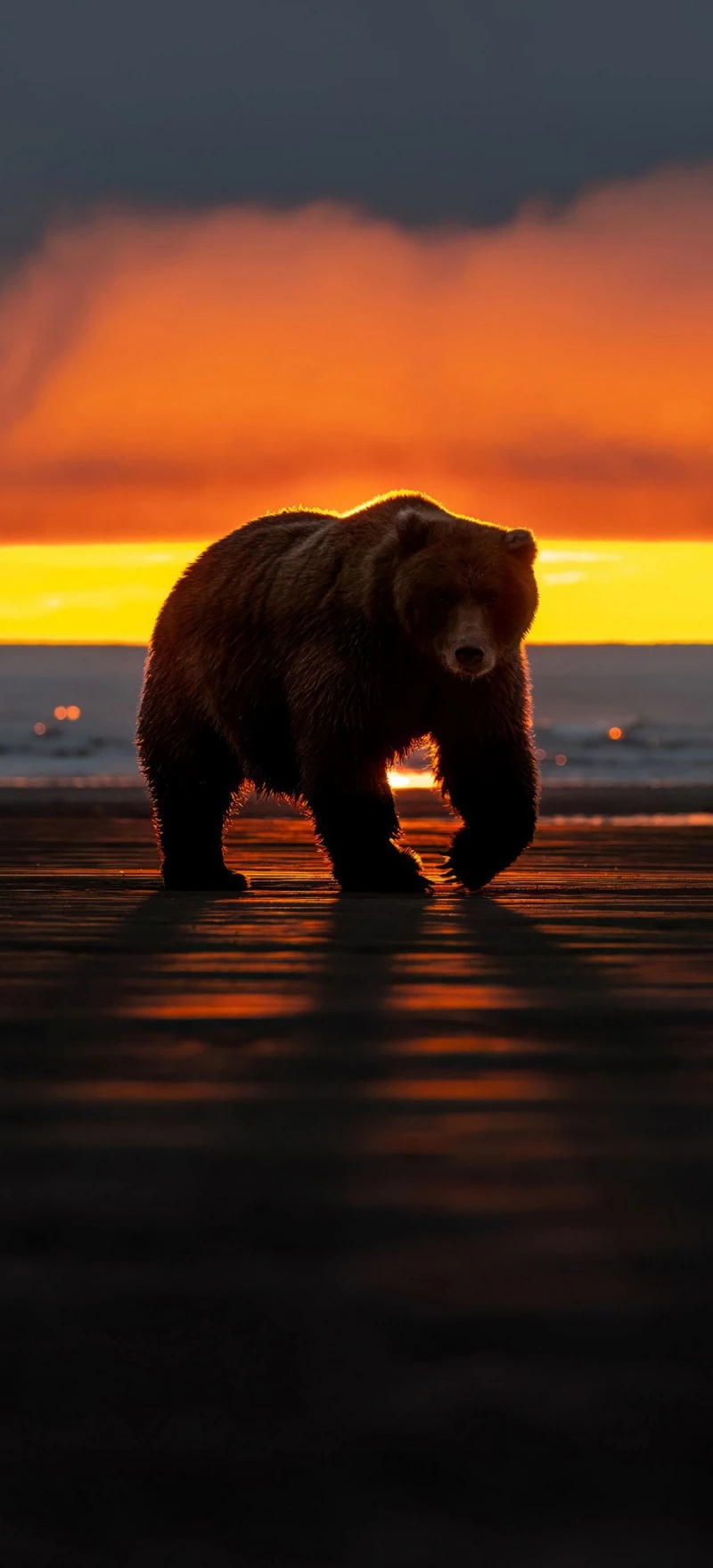 Grizzly Bear at Sunset 4K Mobile Wallpaper