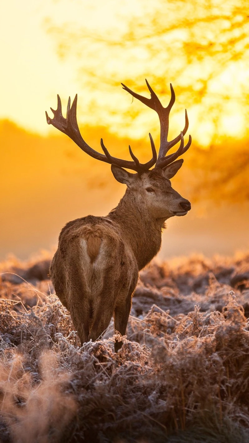 Majestic Red Deer Stag at Sunrise 4K Mobile Wallpaper