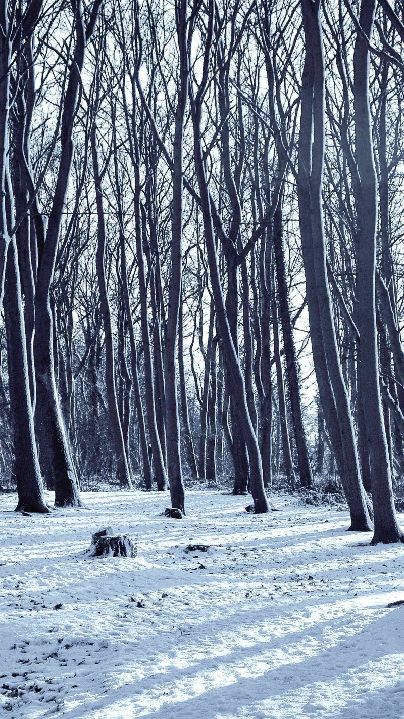 Winter Wonderland in the Woods 4K Mobile Wallpaper