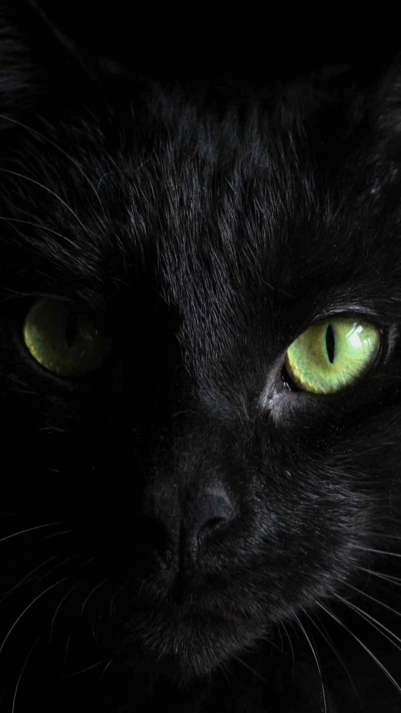 Intense Gaze of a Black Cat 4K Mobile Wallpaper
