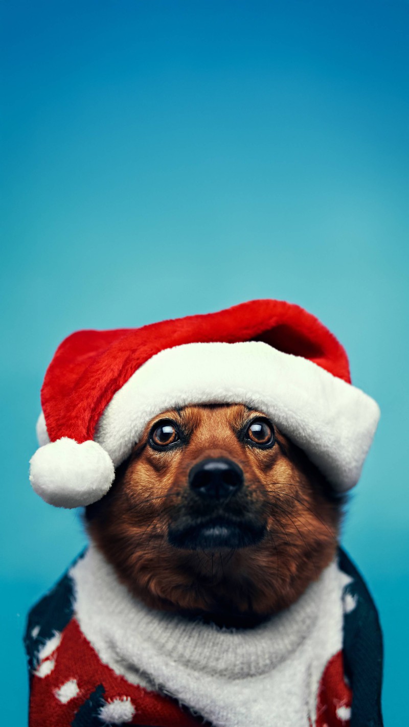 Dog in Santa hat 4K Mobile Wallpaper