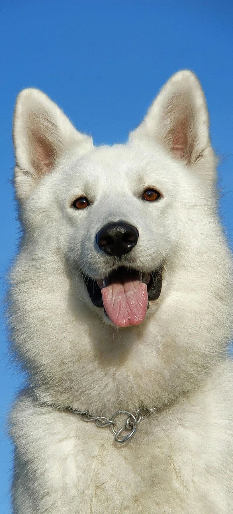 Happy White Swiss Shepherd 4K Mobile Wallpaper