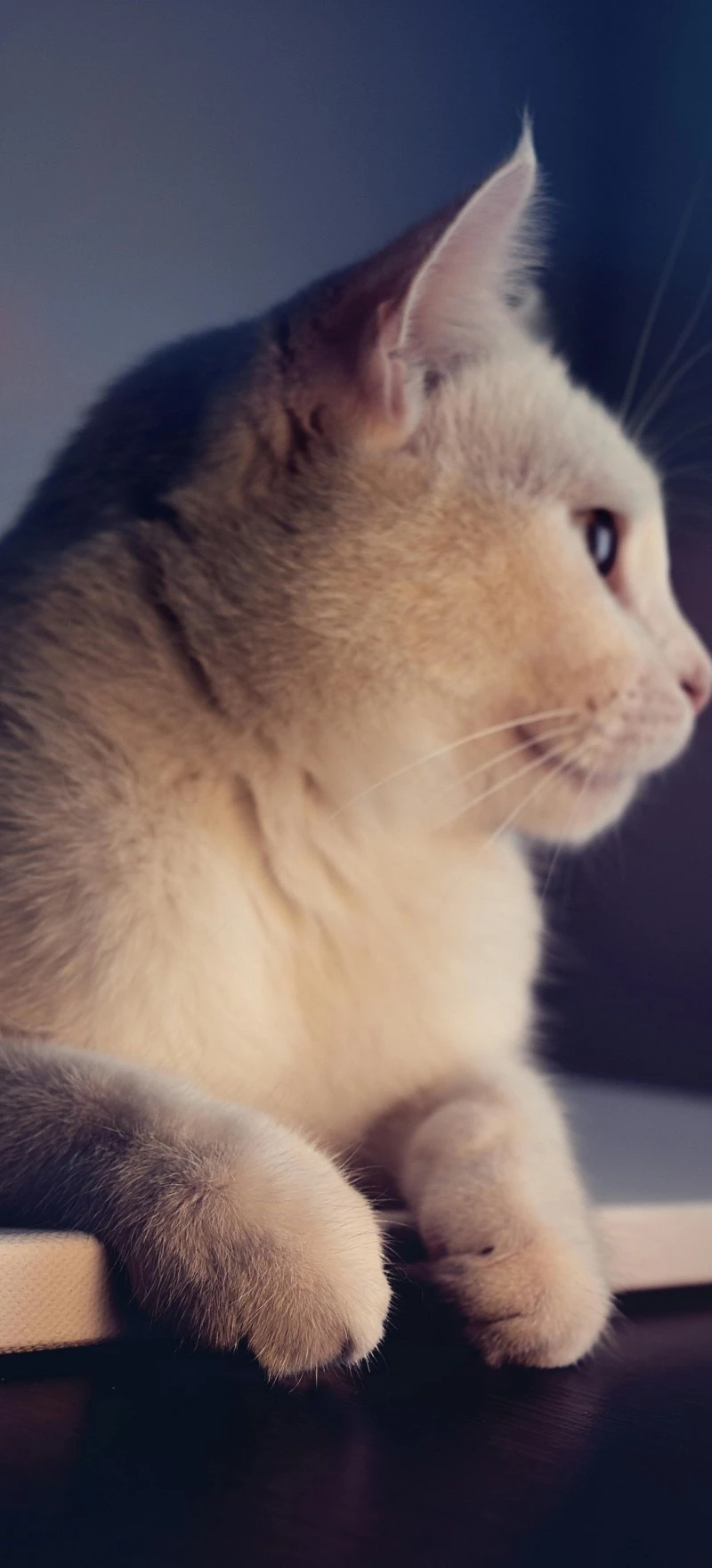 Cream Cat Profile 4K Mobile Wallpaper