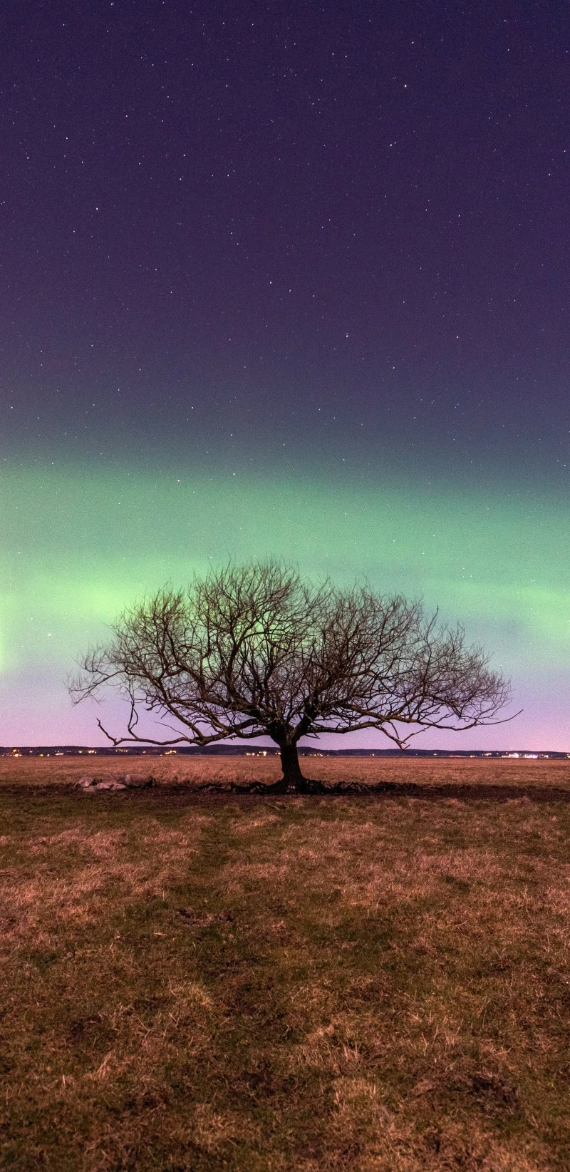 Lone Tree Under the Aurora 4K Mobile Wallpaper