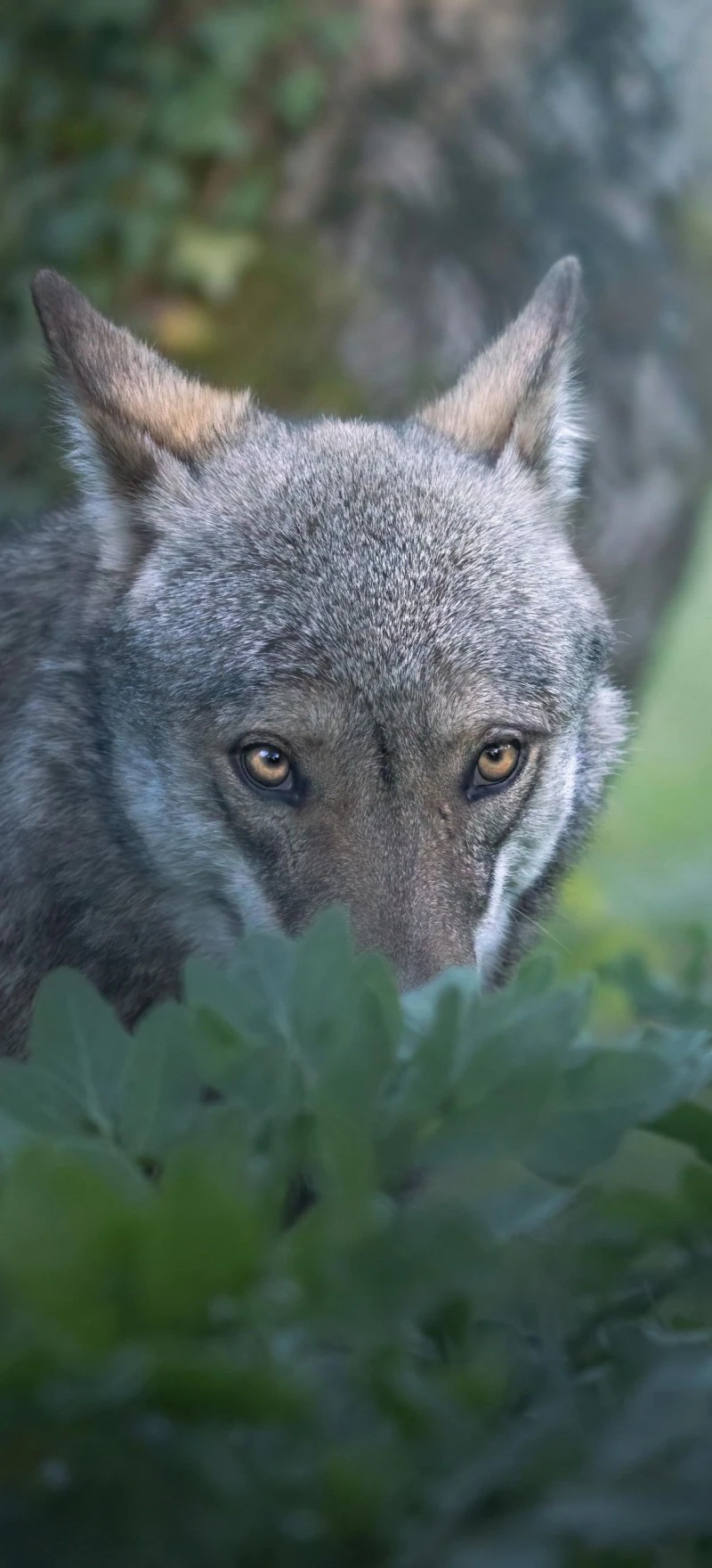 Wolf Watching from the Bushes 4K Mobile Wallpaper