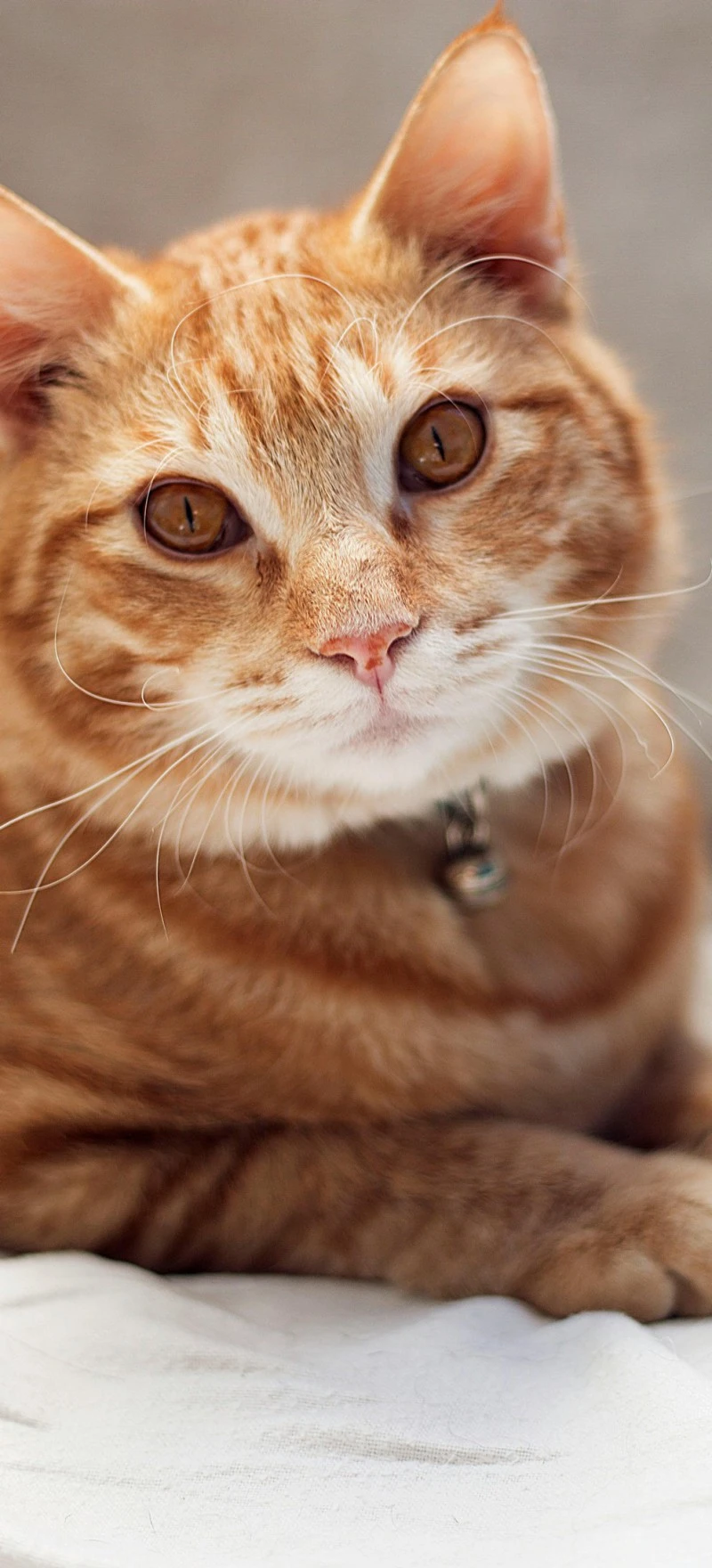 Orange Cat Portrait 4K Mobile Wallpaper