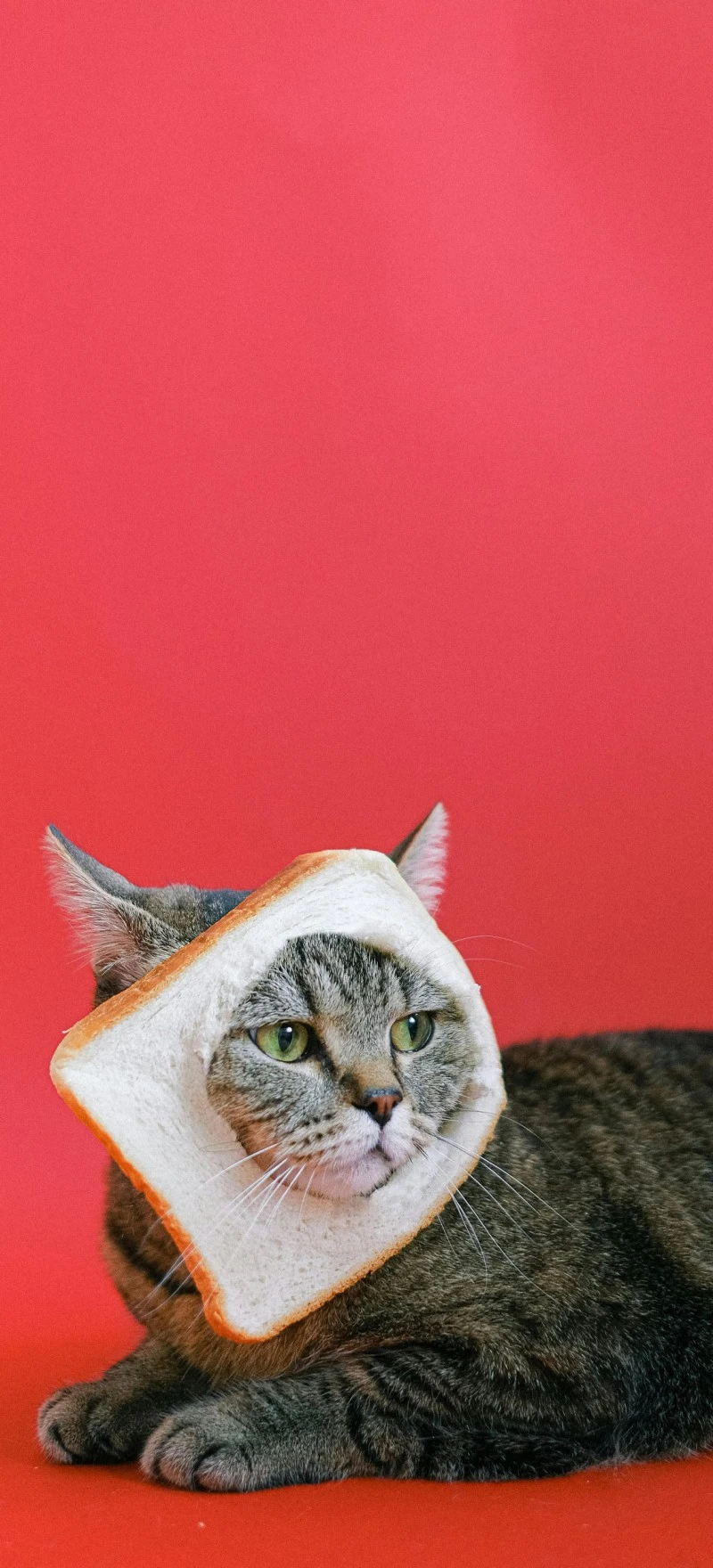 Cat Wearing Bread 4K Mobile Wallpaper