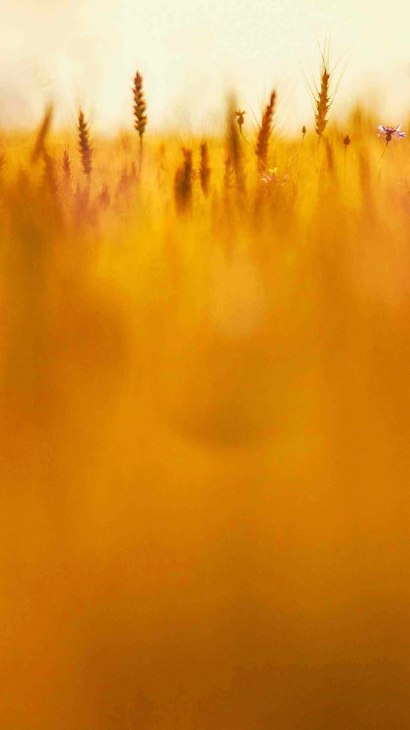 Golden Wheat Field 4K Mobile Wallpaper