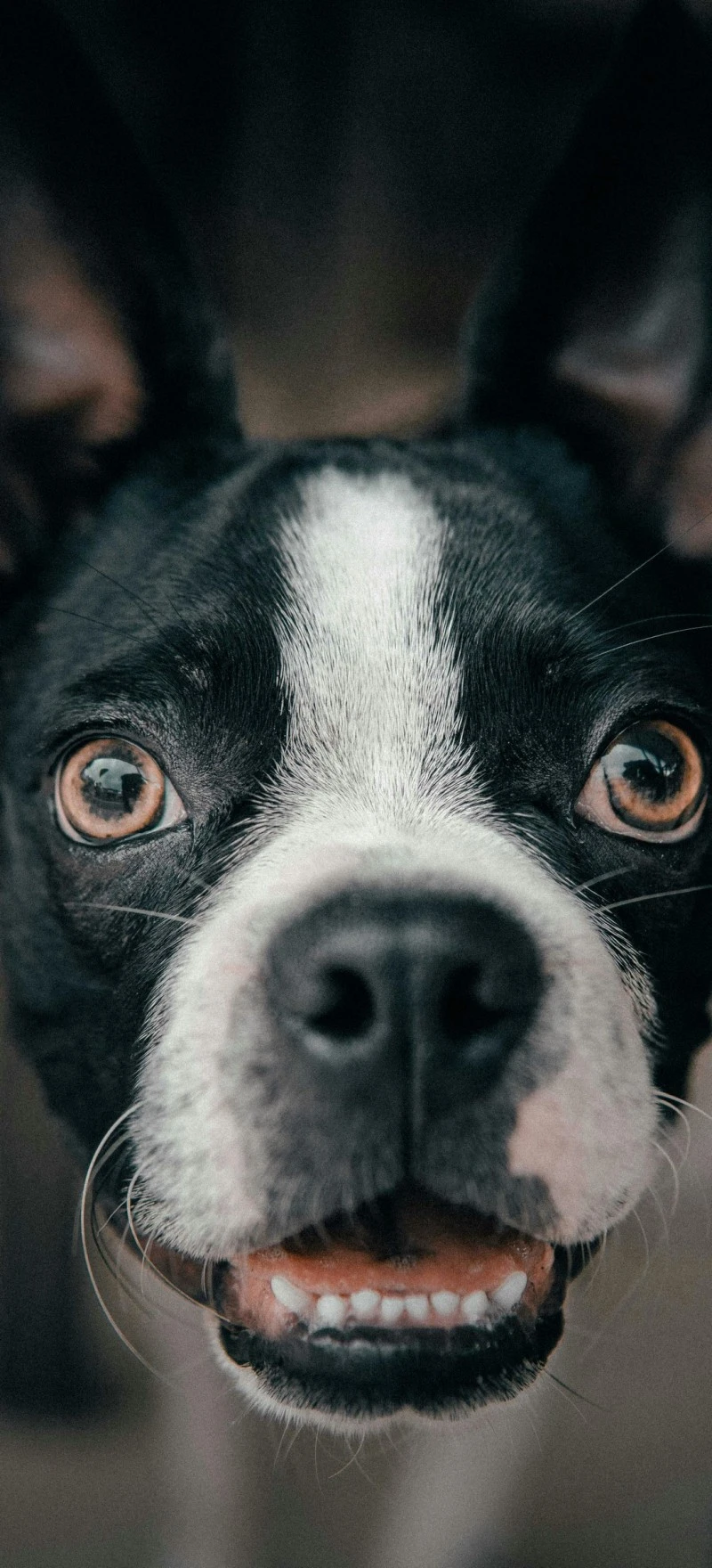 Playful Boston Terrier 4K Mobile Wallpaper