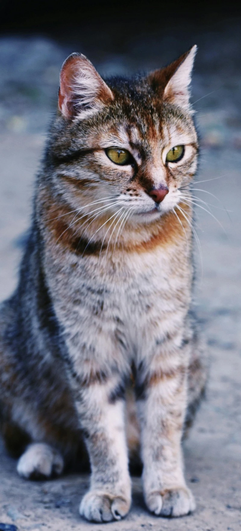 Majestic Brown Tabby Cat 4K Mobile Wallpaper
