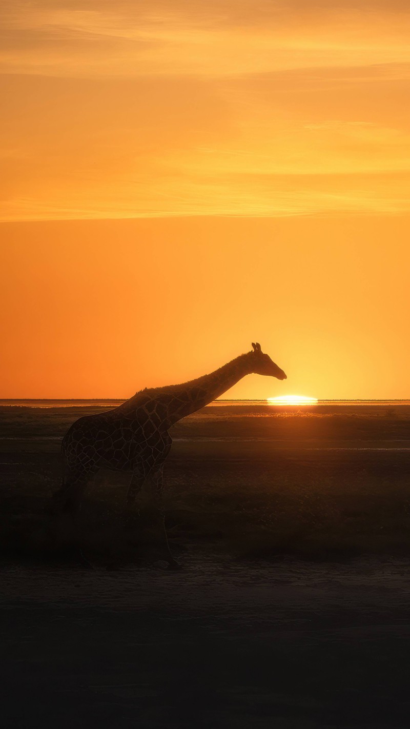 Giraffe at sunset 4K Mobile Wallpaper