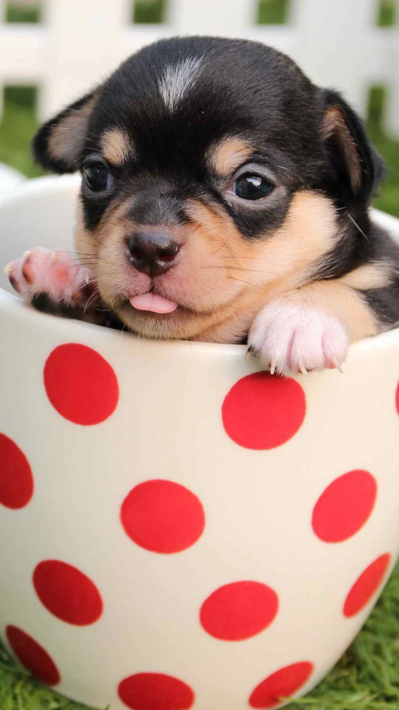 Tiny Chihuahua 4K Mobile Wallpaper
