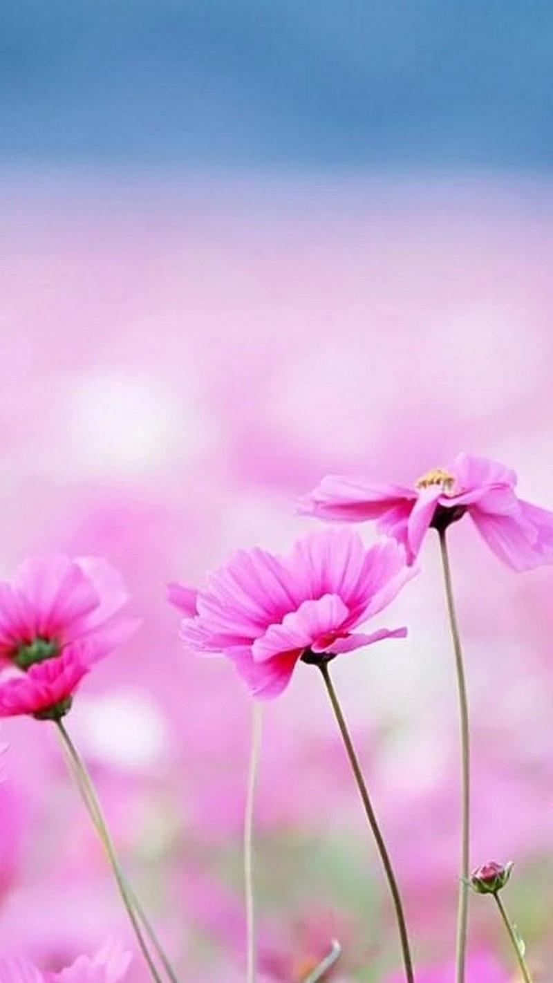 Pink Cosmos Flowers 4K Mobile Wallpaper