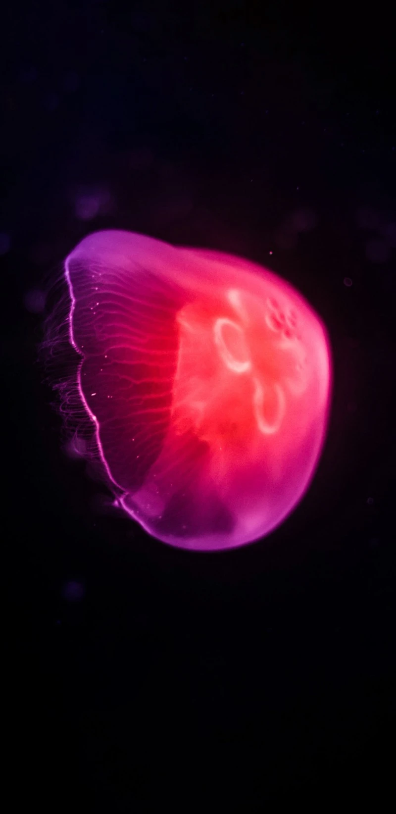 Vibrant Pink Jellyfish 4K Mobile Wallpaper
