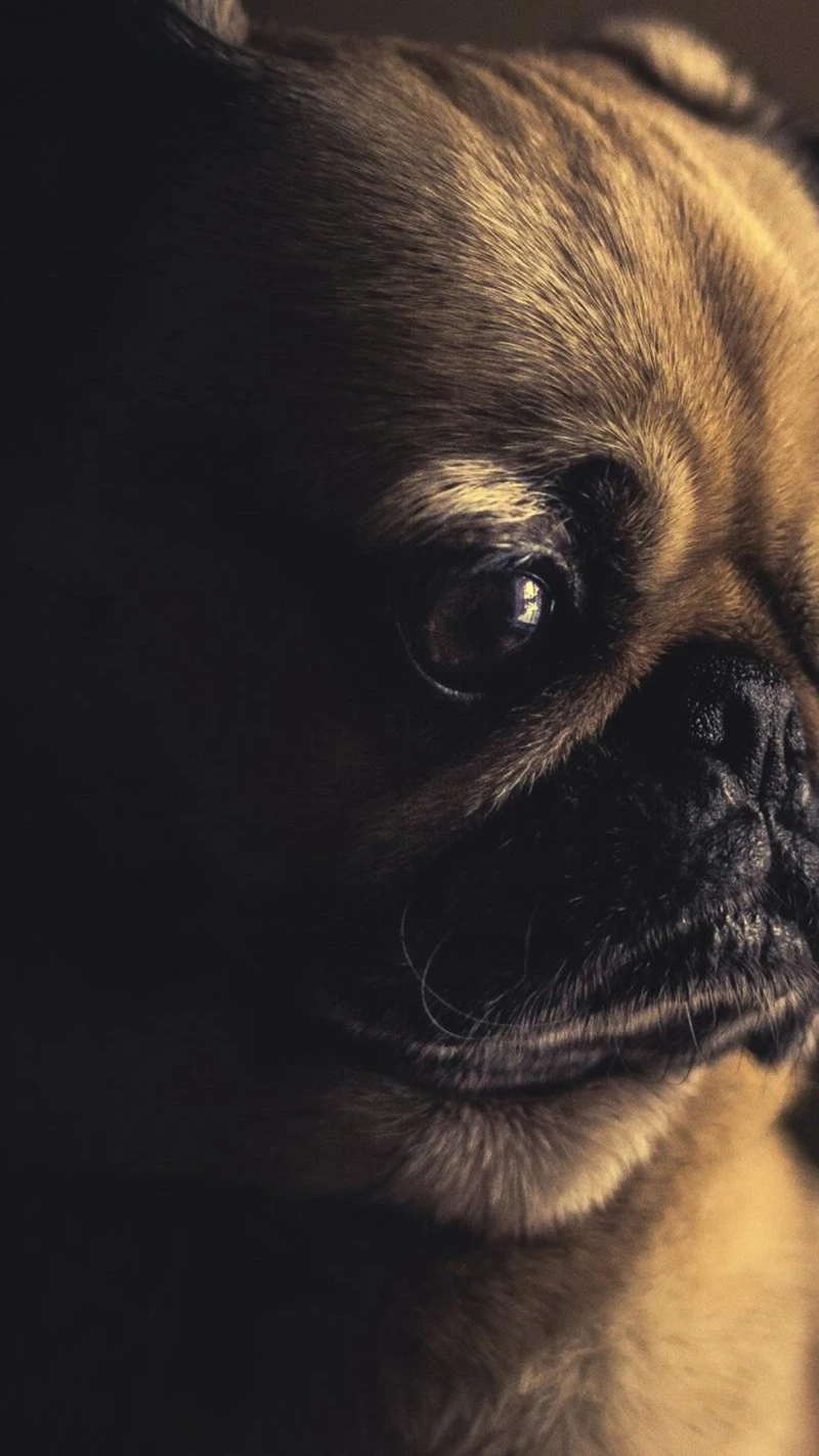 Pug Close-Up 4K Mobile Wallpaper