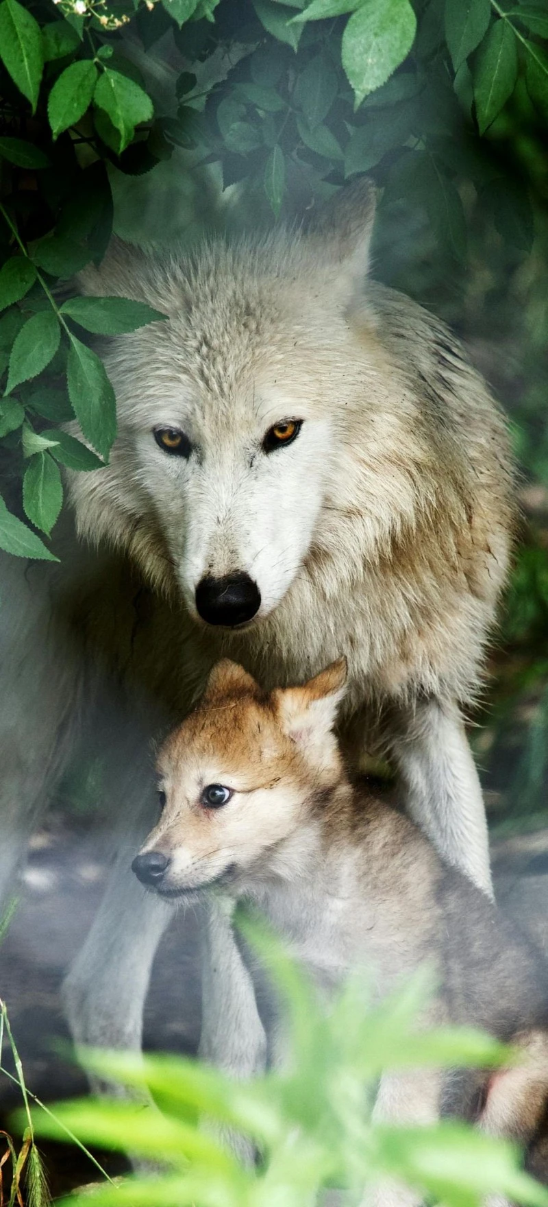 Arctic Wolf and Pup 4K Mobile Wallpaper