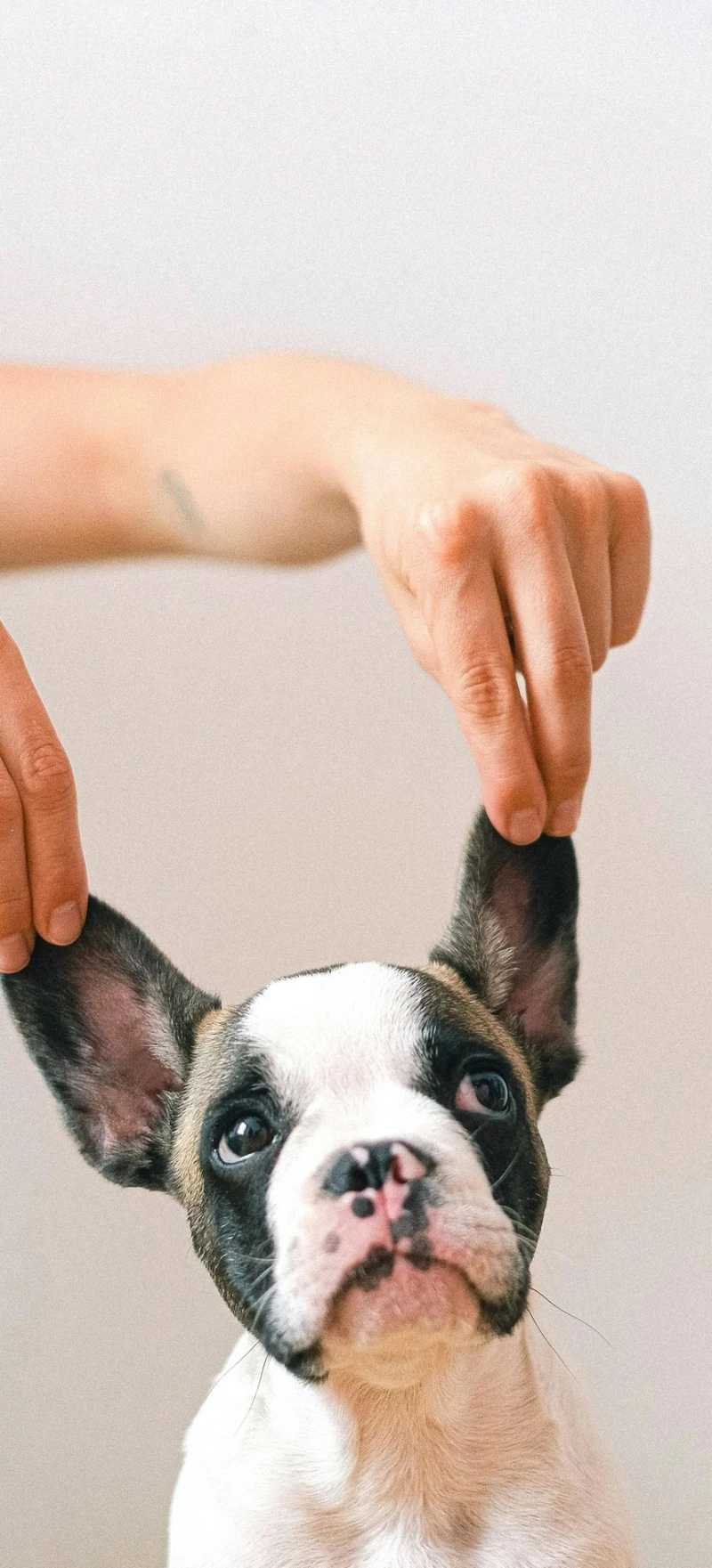 Playful French Bulldog Puppy 4K Mobile Wallpaper