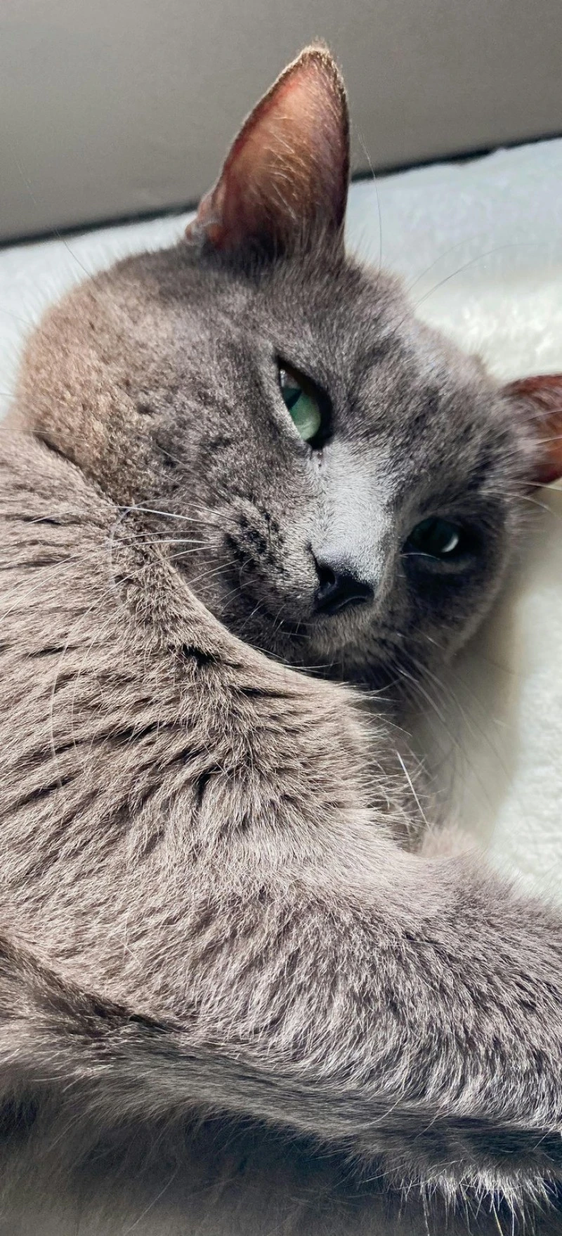 Gray Cat Relaxing Indoors 4K Mobile Wallpaper