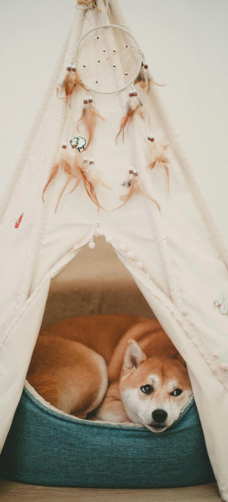 Shiba Inu Relaxing in Teepee 4K Mobile Wallpaper