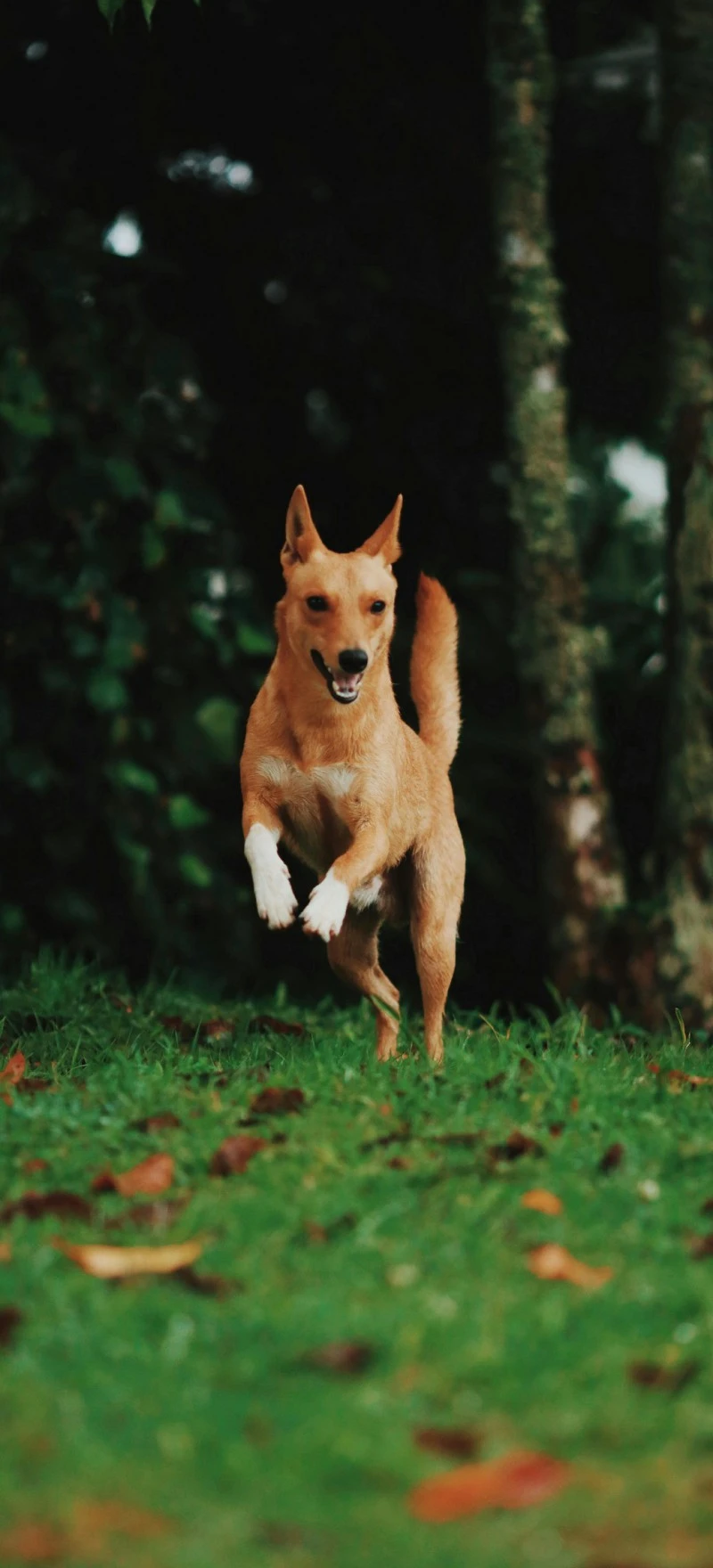Playful Dog Running 4K Mobile Wallpaper