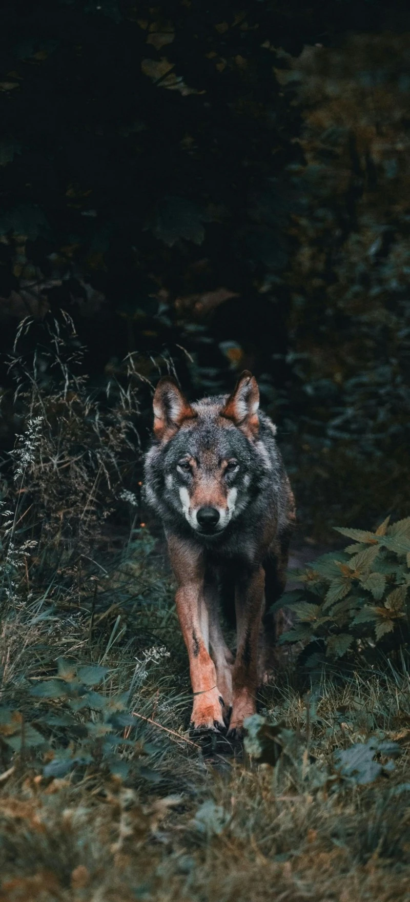 Wolf in the Dark Forest 4K Mobile Wallpaper