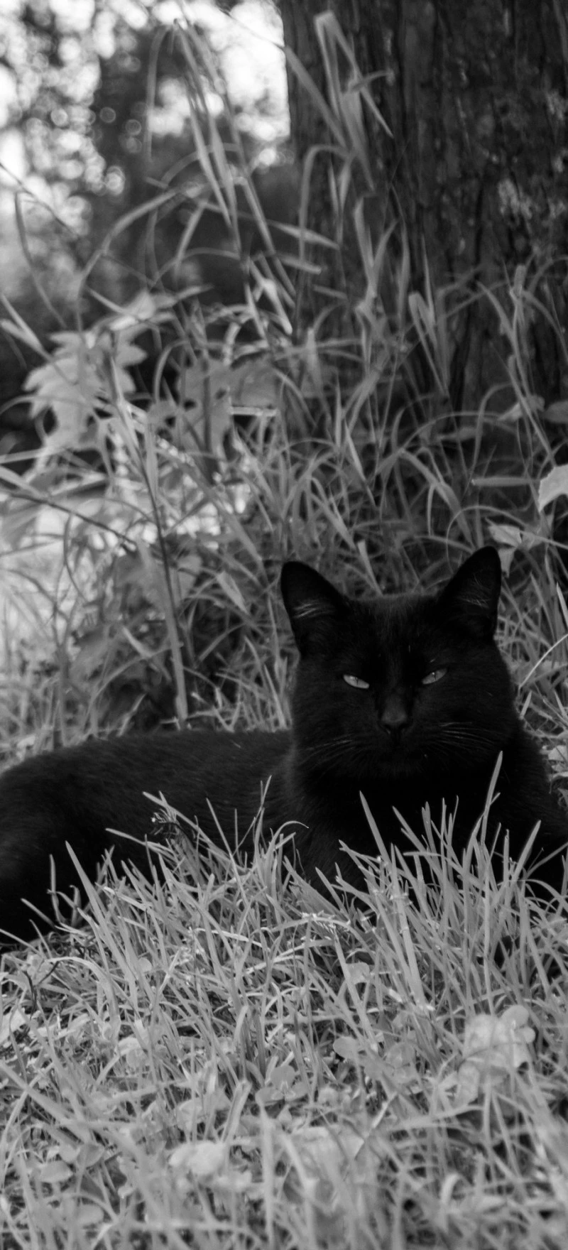 Black Cat Resting in the Grass 4K Mobile Wallpaper