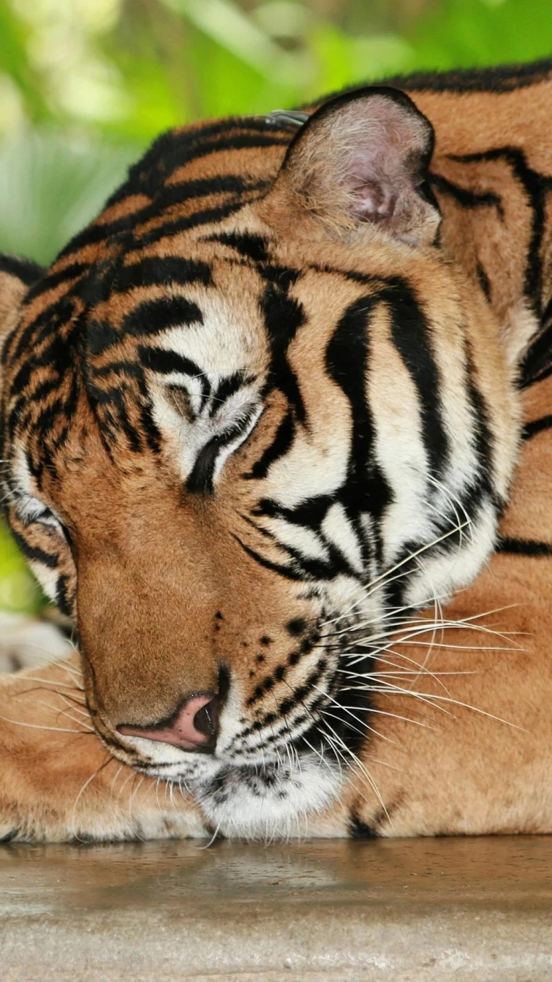 Sleeping Tiger 4K Mobile Wallpaper