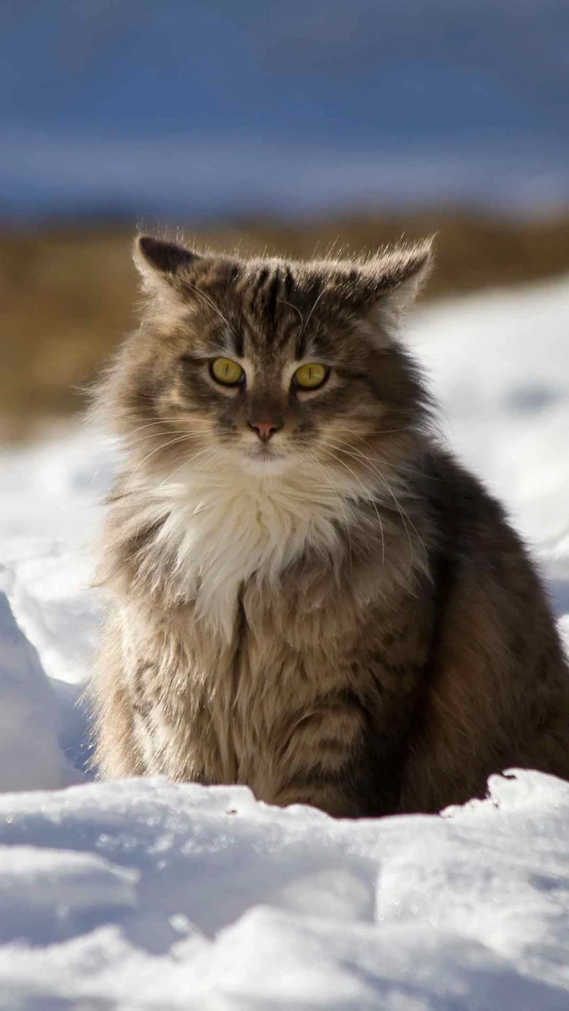 Fluffy Cat in the Snow 4K Mobile Wallpaper