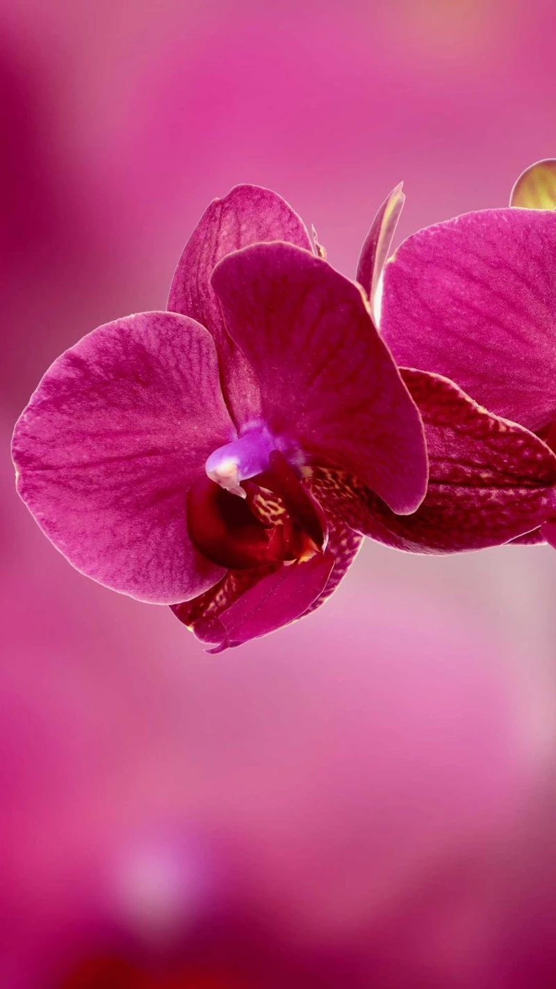 Elegant Pink Orchid 4K Mobile Wallpaper