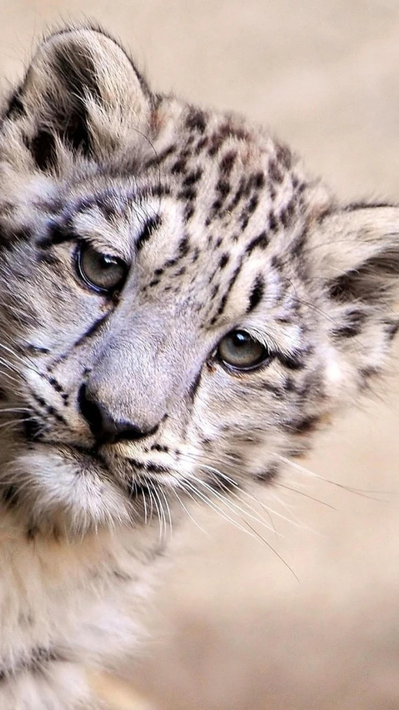 Adorable Snow Leopard Cub 4K Mobile Wallpaper