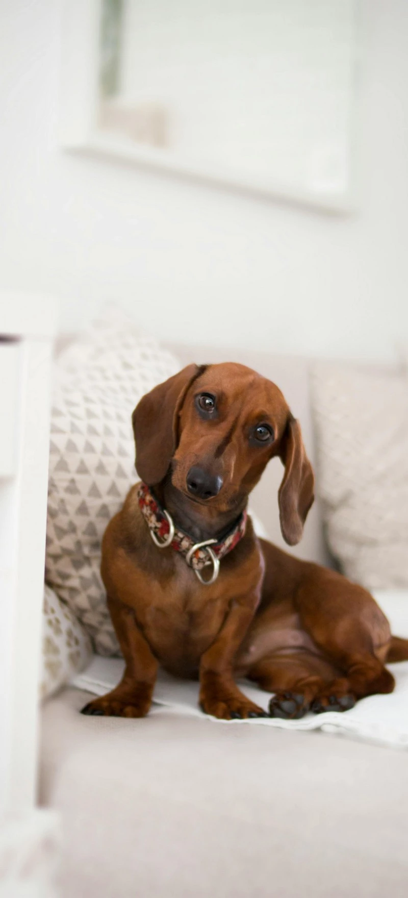 Sweet Dachshund on the Couch 4K Mobile Wallpaper