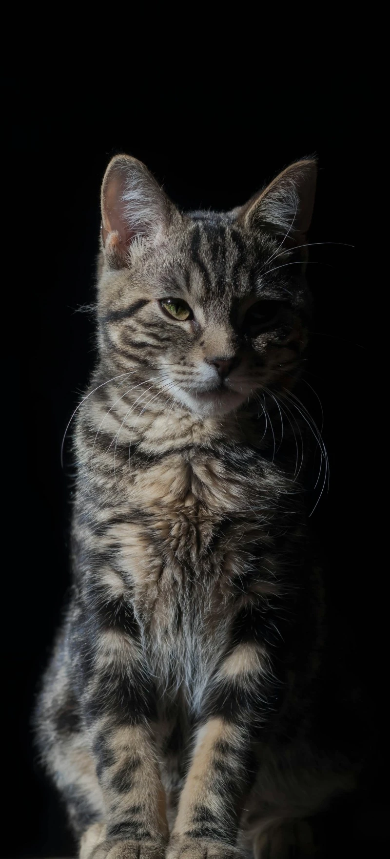 Majestic Tabby Cat Portrait 4K Mobile Wallpaper