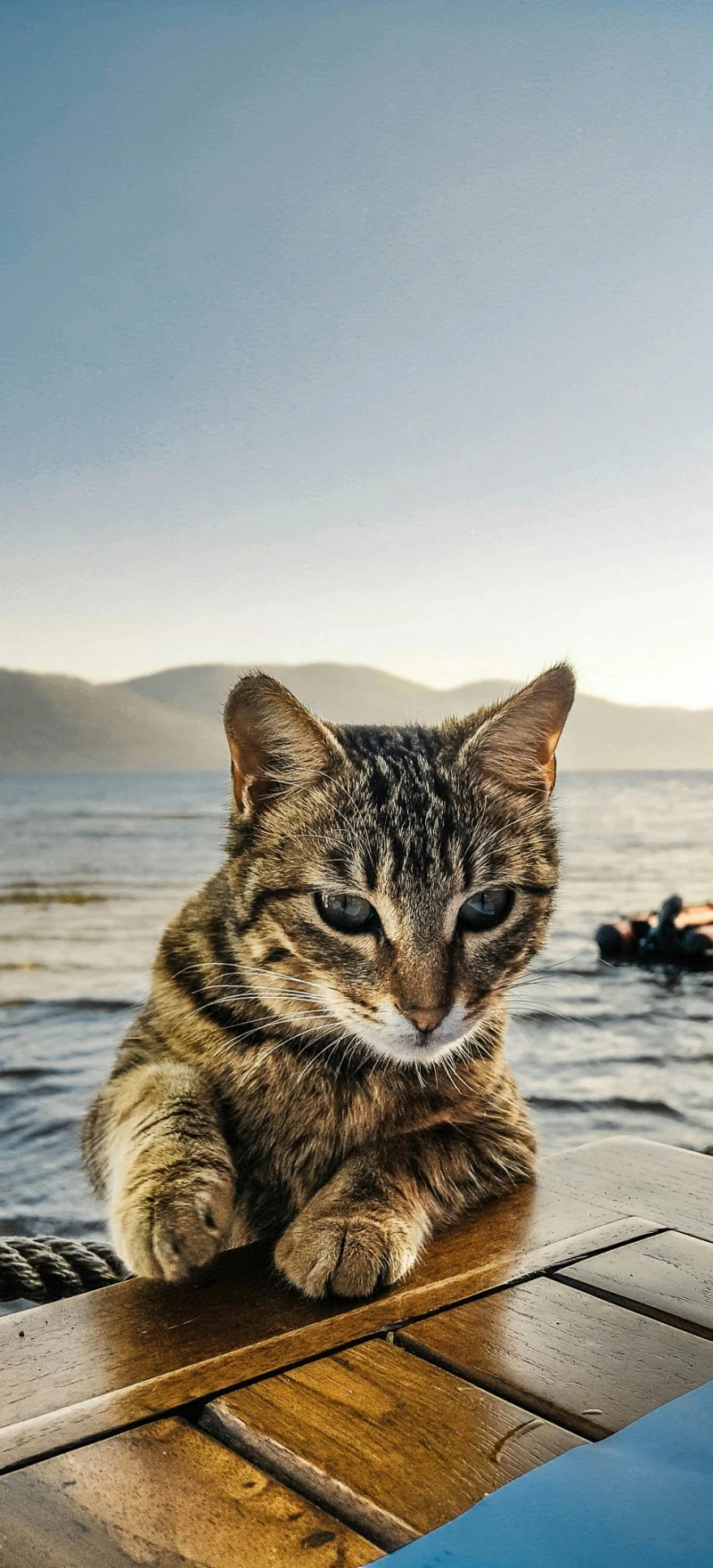 Cat by the Sea 4K Mobile Wallpaper