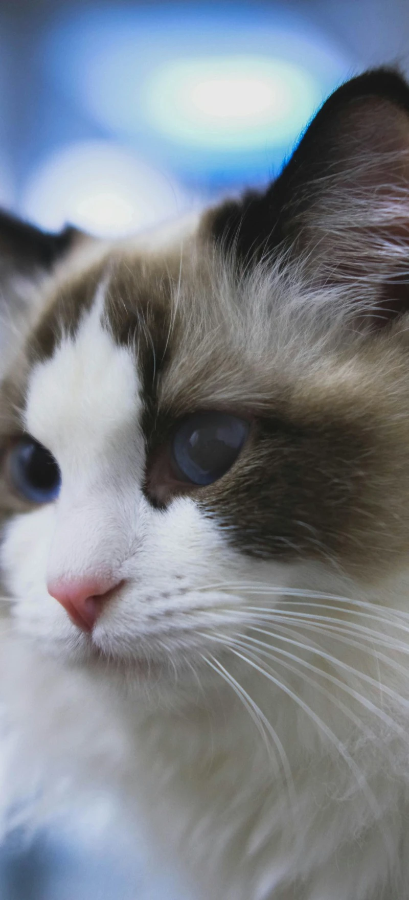Serene Ragdoll Cat 4K Mobile Wallpaper