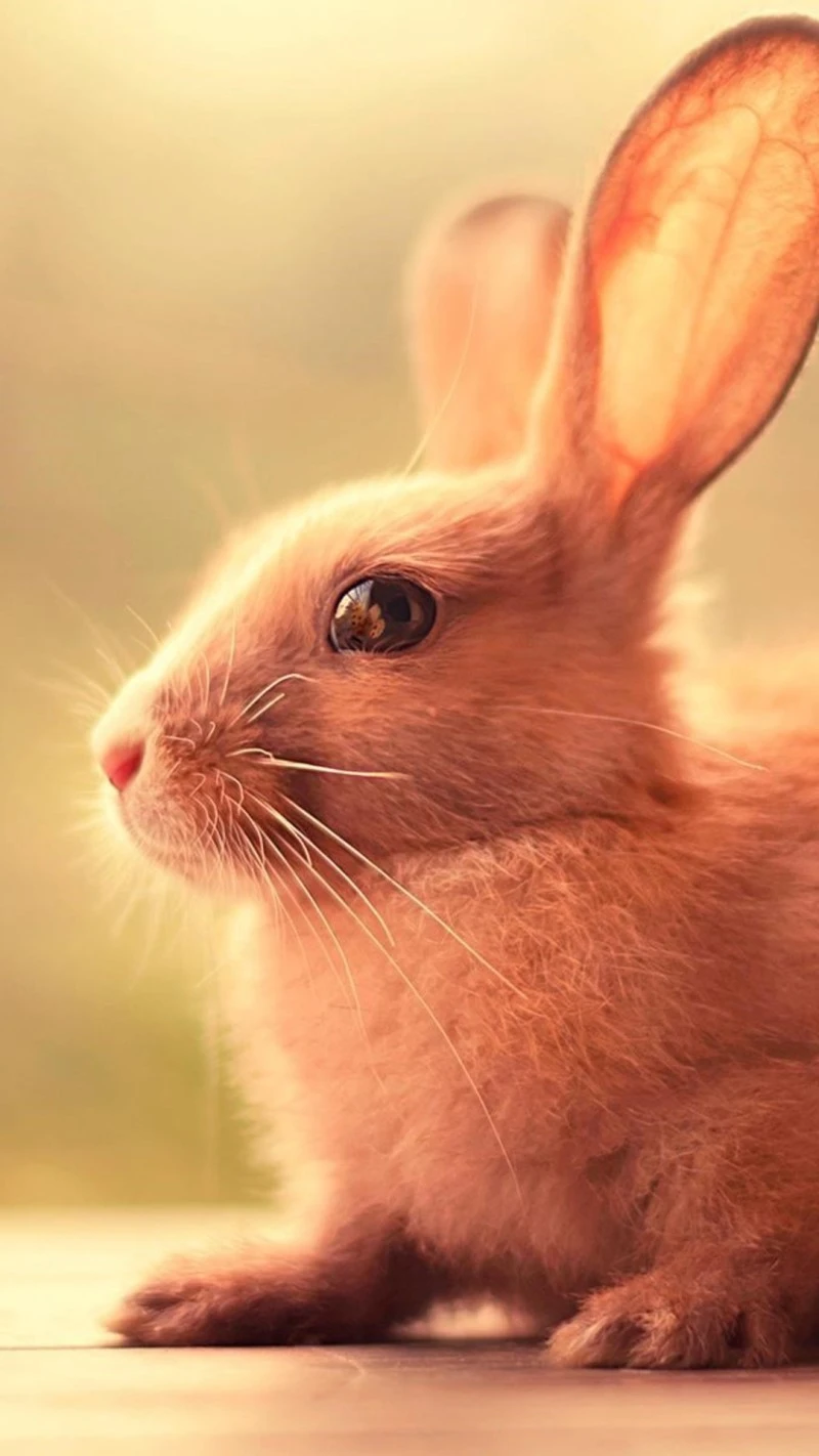 Adorable Bunny 4K Mobile Wallpaper