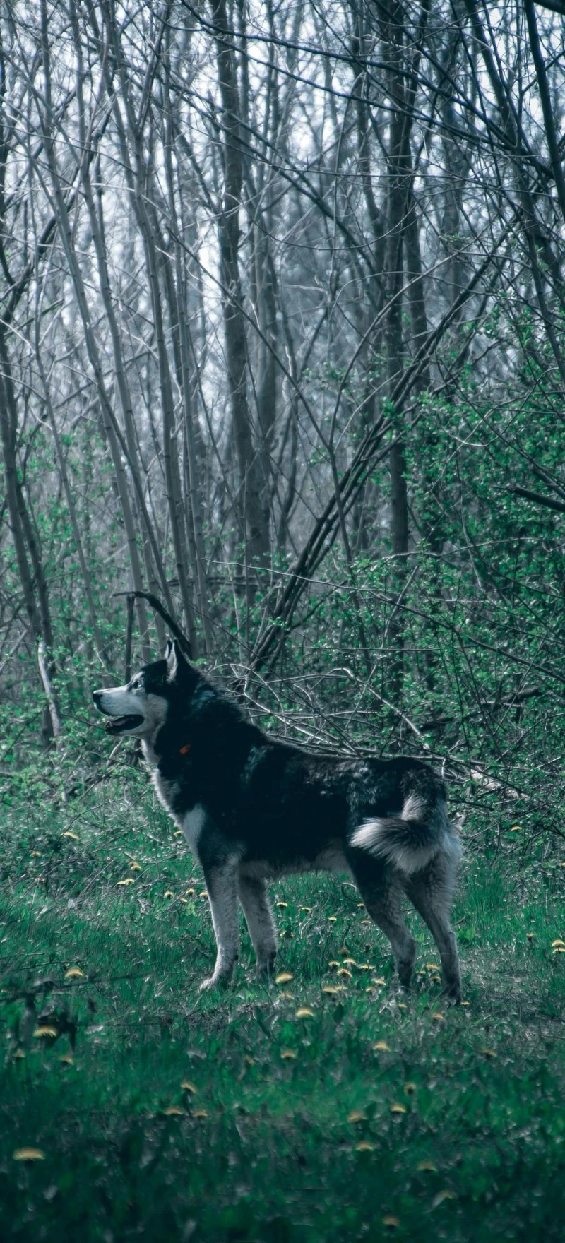 Husky in the Woods 4K Mobile Wallpaper